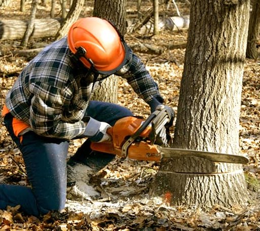Tree Removal in Saint James, NY
